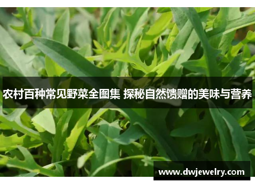 农村百种常见野菜全图集 探秘自然馈赠的美味与营养